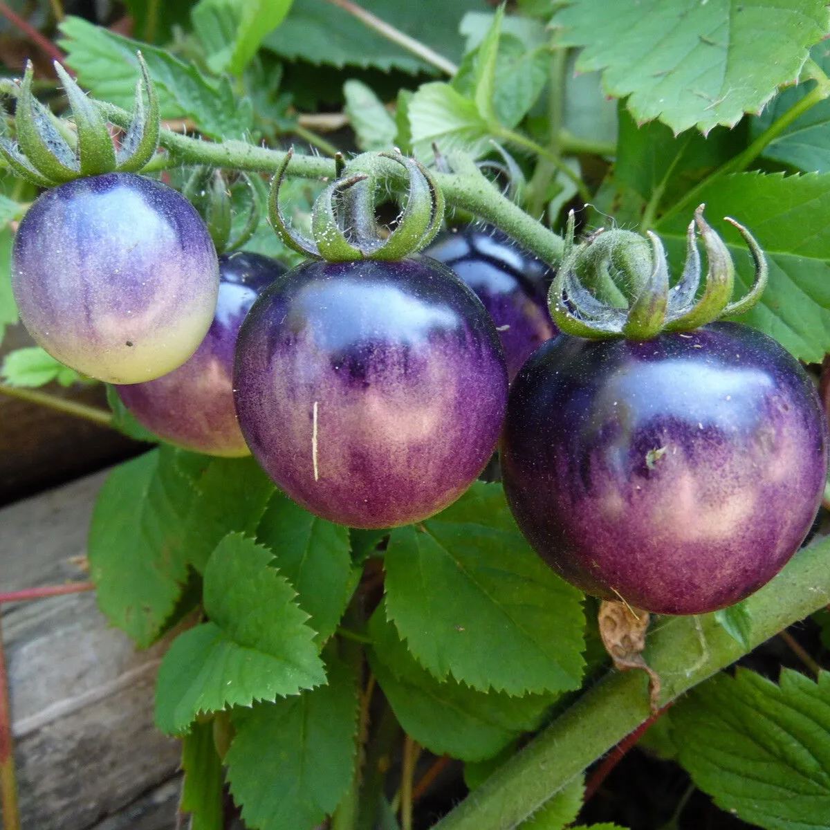Bosque Blue Tomato Seeds | Organic