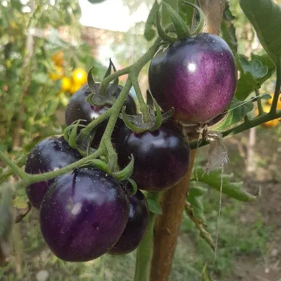 Bosque Blue Tomato Seeds | Organic