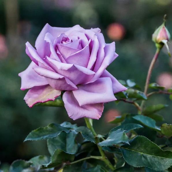 Lavender Roses Seeds