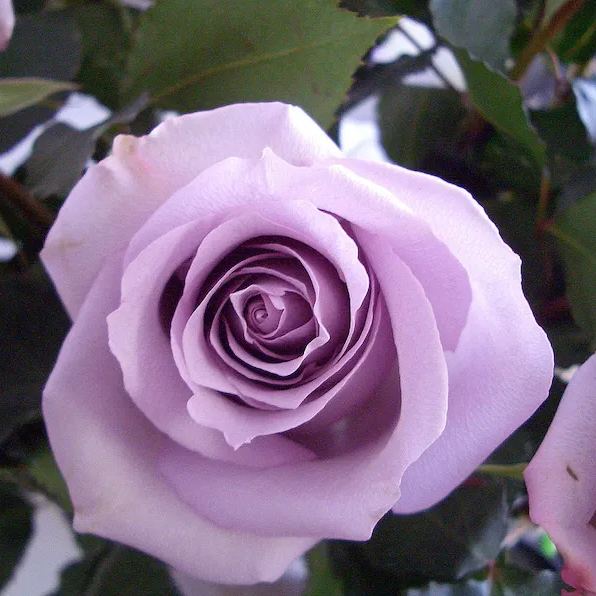 Lavender Roses Seeds