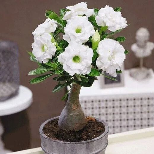Desert Rose - White