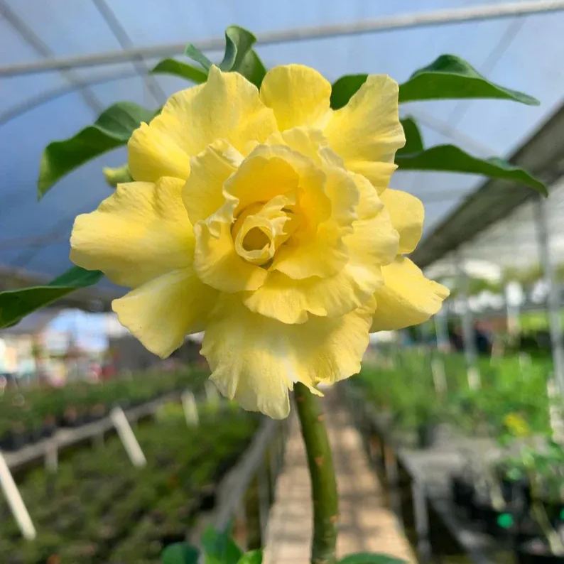 Desert Rose - Yellow