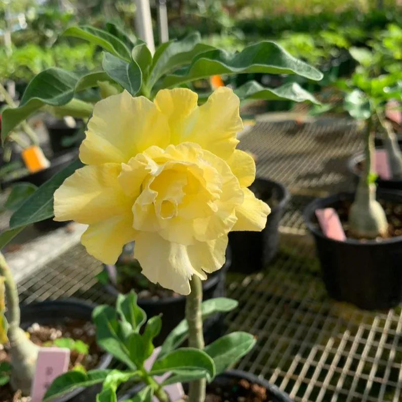 Desert Rose - Yellow