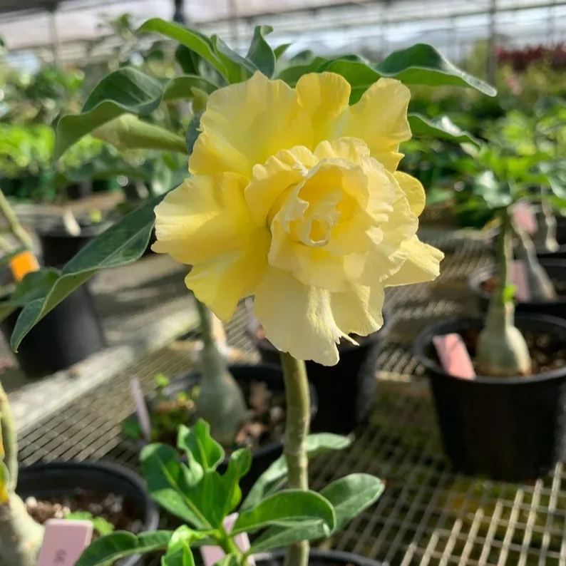 Desert Rose - Yellow