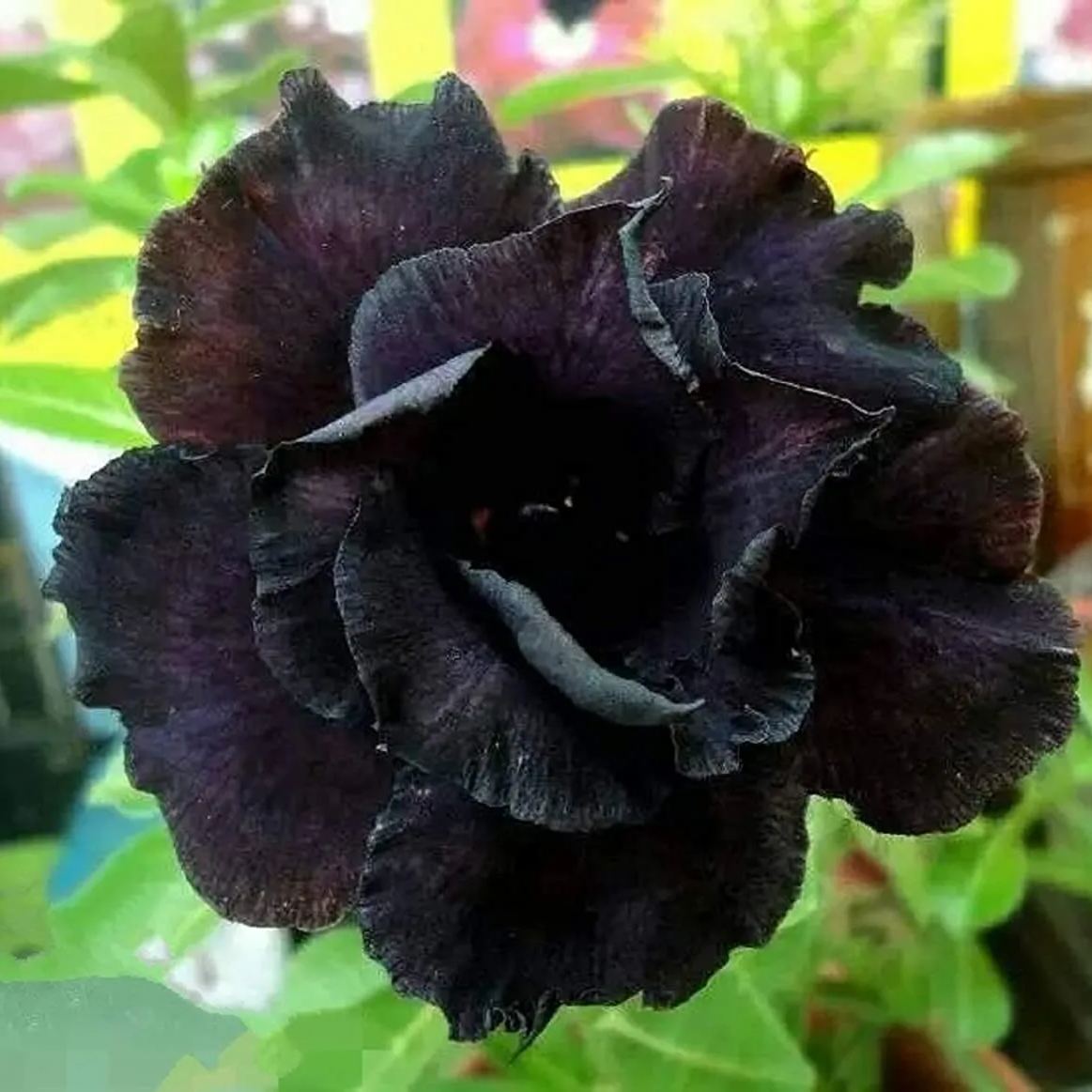 Black Desert Rose Seeds