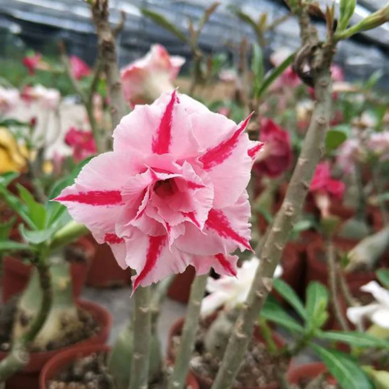 Desert Rose - Striped pink and white
