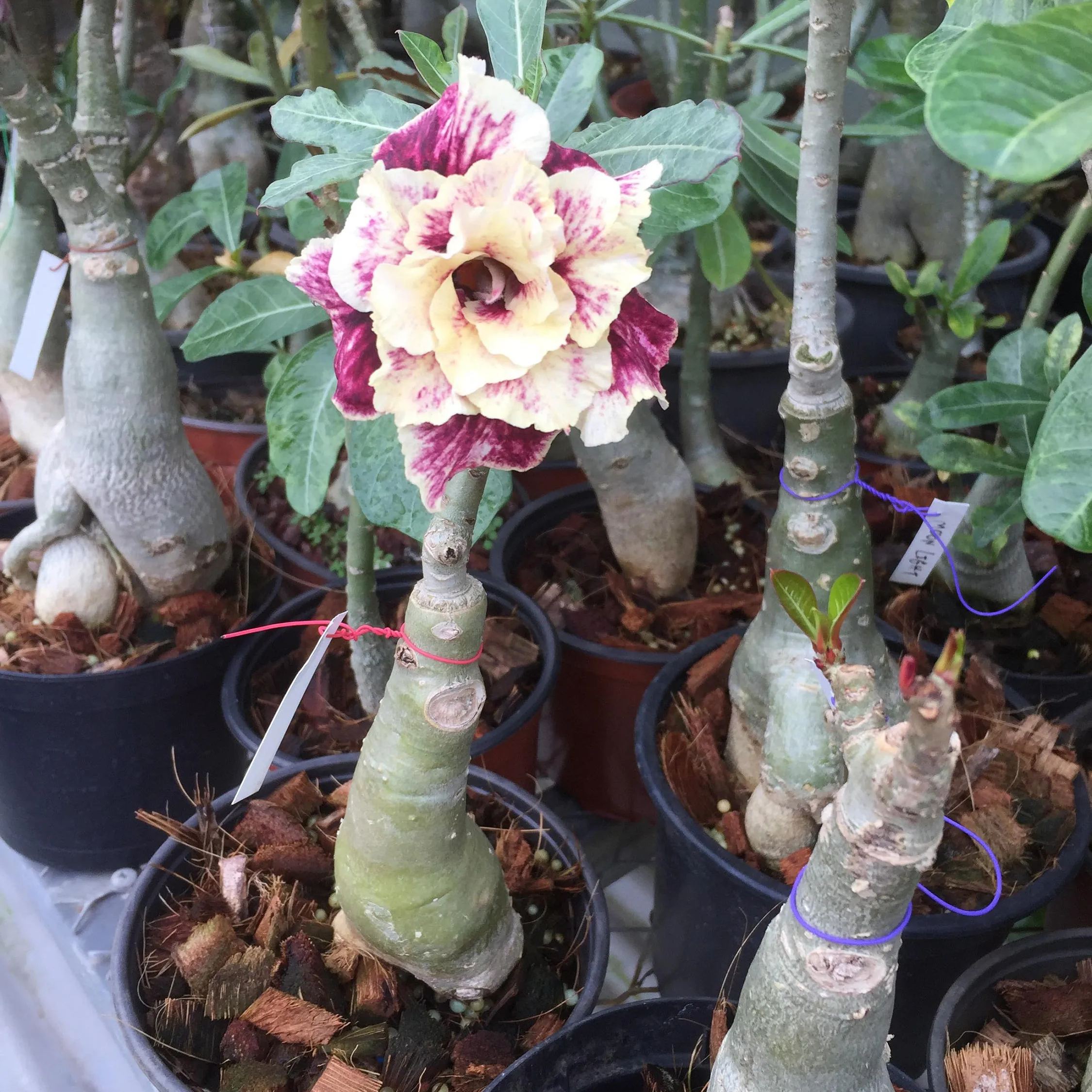 Golden Year Desert Rose