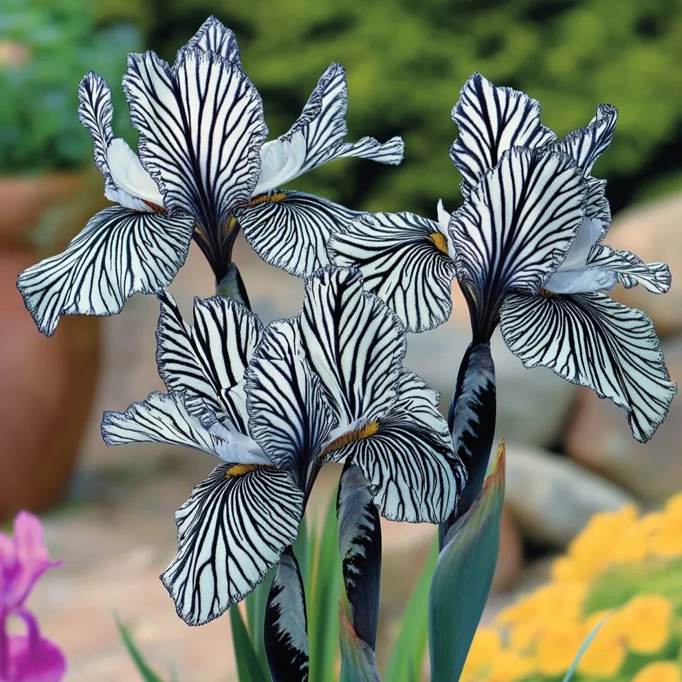Zebra Stripes Iris Seeds
