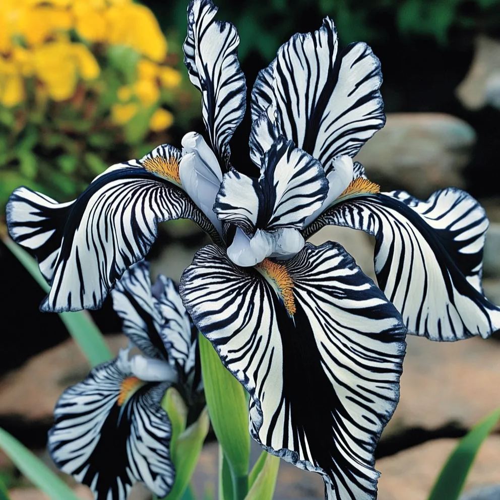 Zebra Stripes Iris Seeds