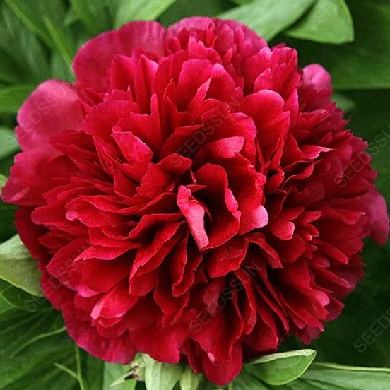 Double Peony Seeds
