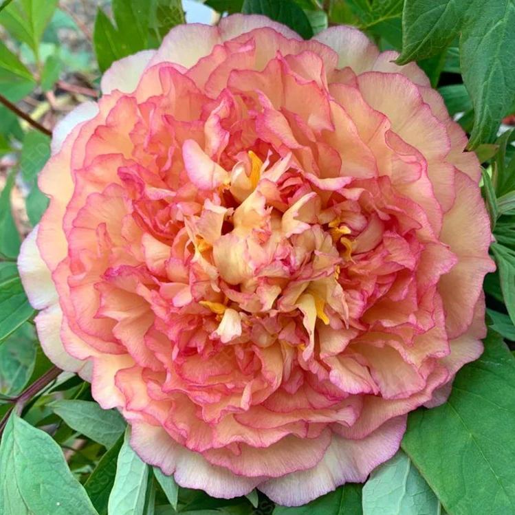 Double Peony Seeds