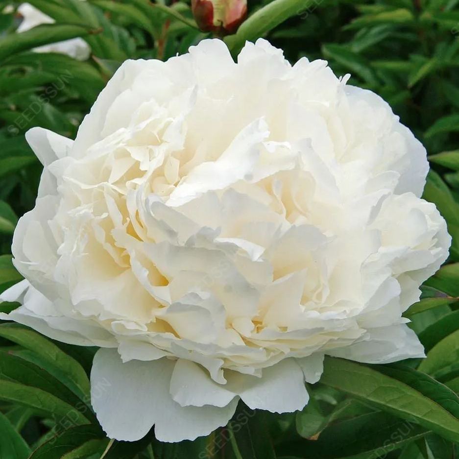 Double Peony Seeds