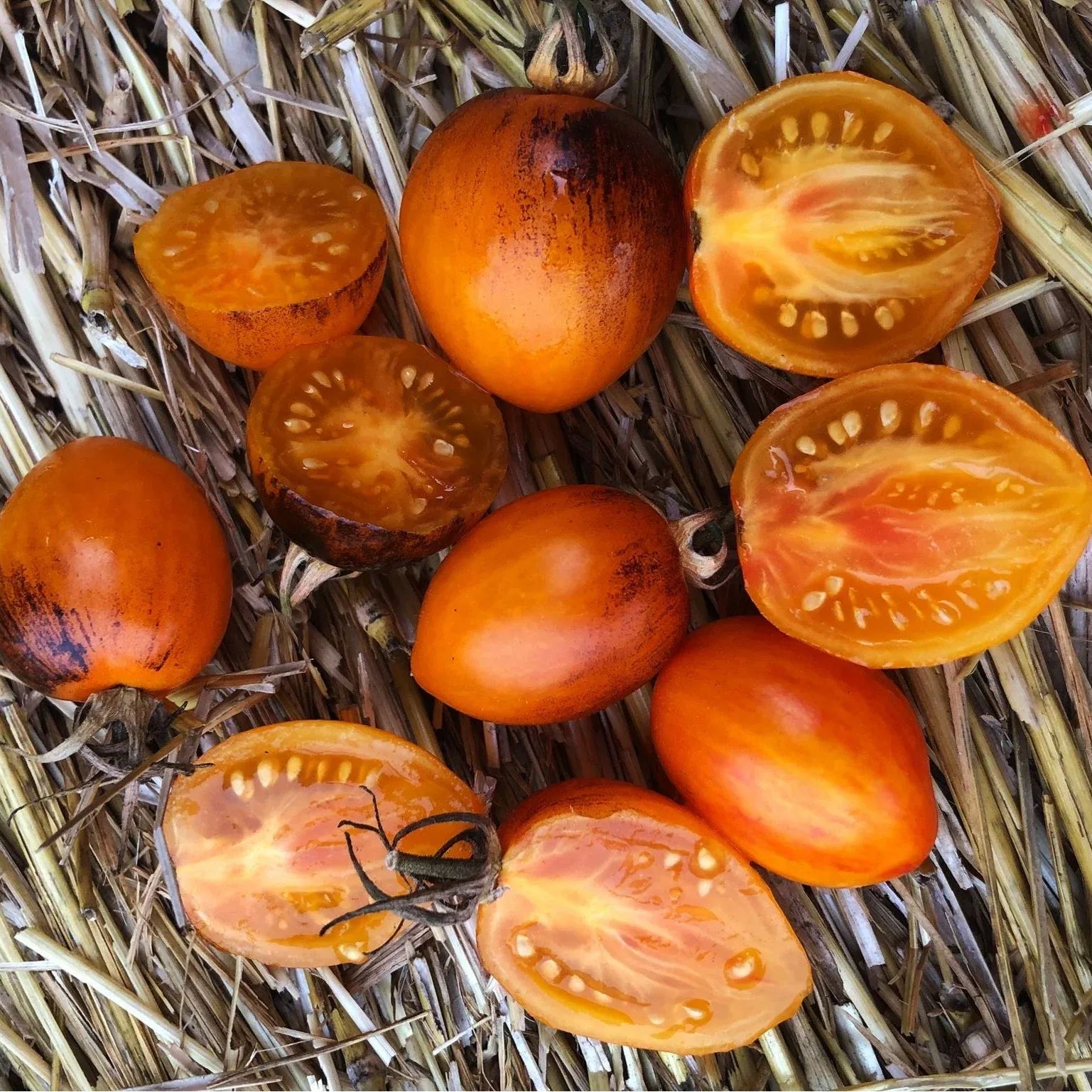 Atomic Sunset Tomato Seeds - Rare Cherry Tomato