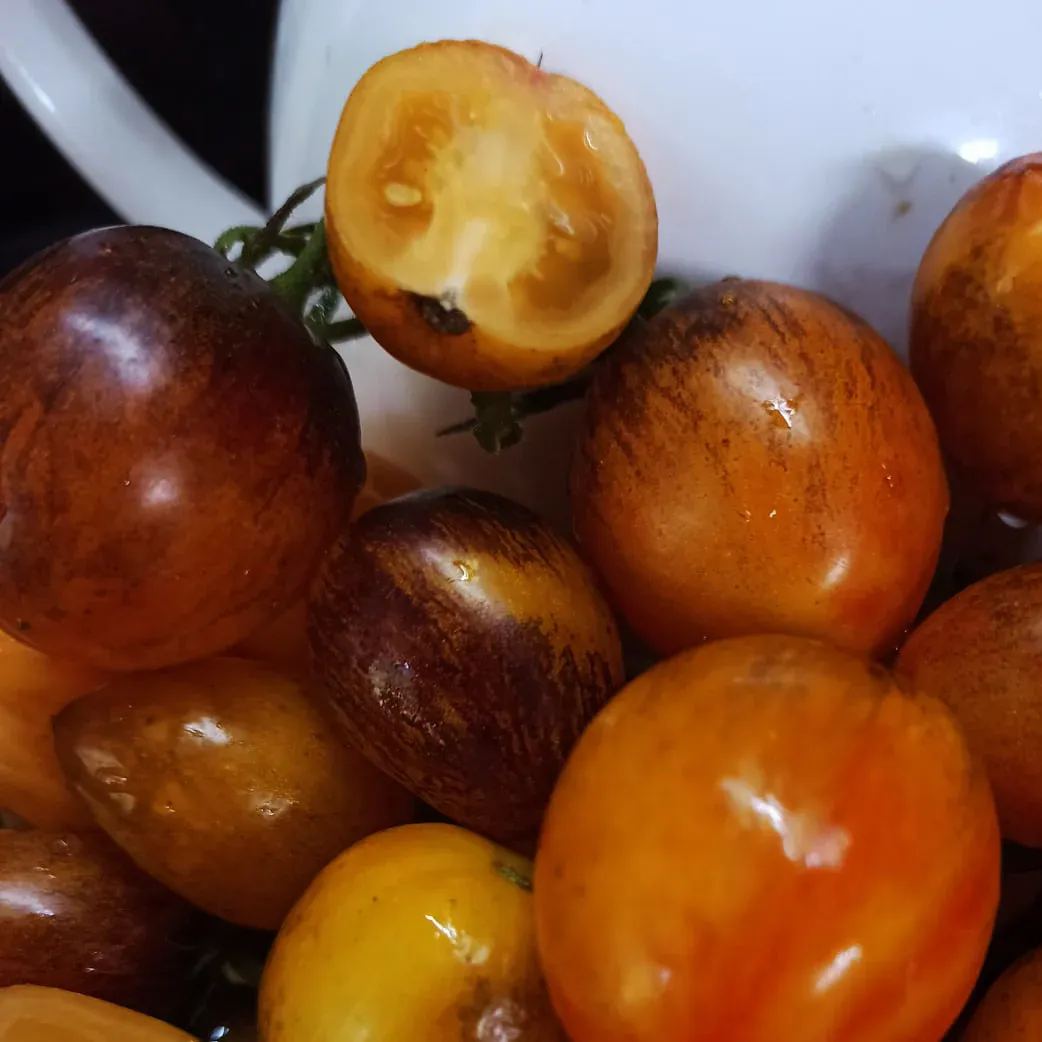 Atomic Sunset Tomato Seeds - Rare Cherry Tomato