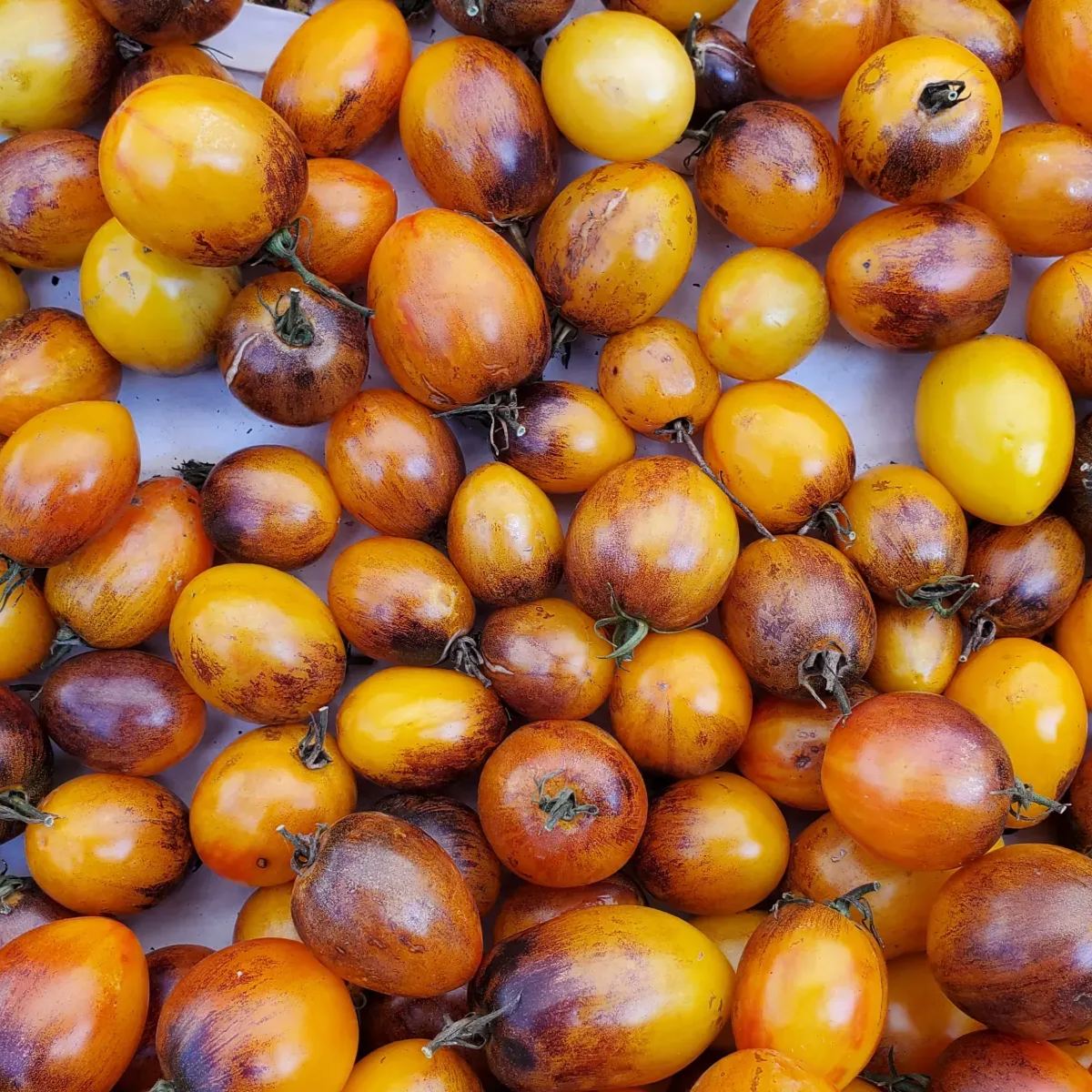 Atomic Sunset Tomato Seeds - Rare Cherry Tomato