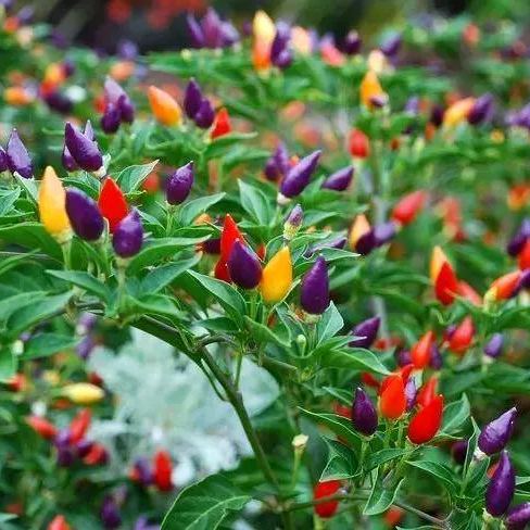 200pcs Spicy Red Hot Chili Pepper Seeds