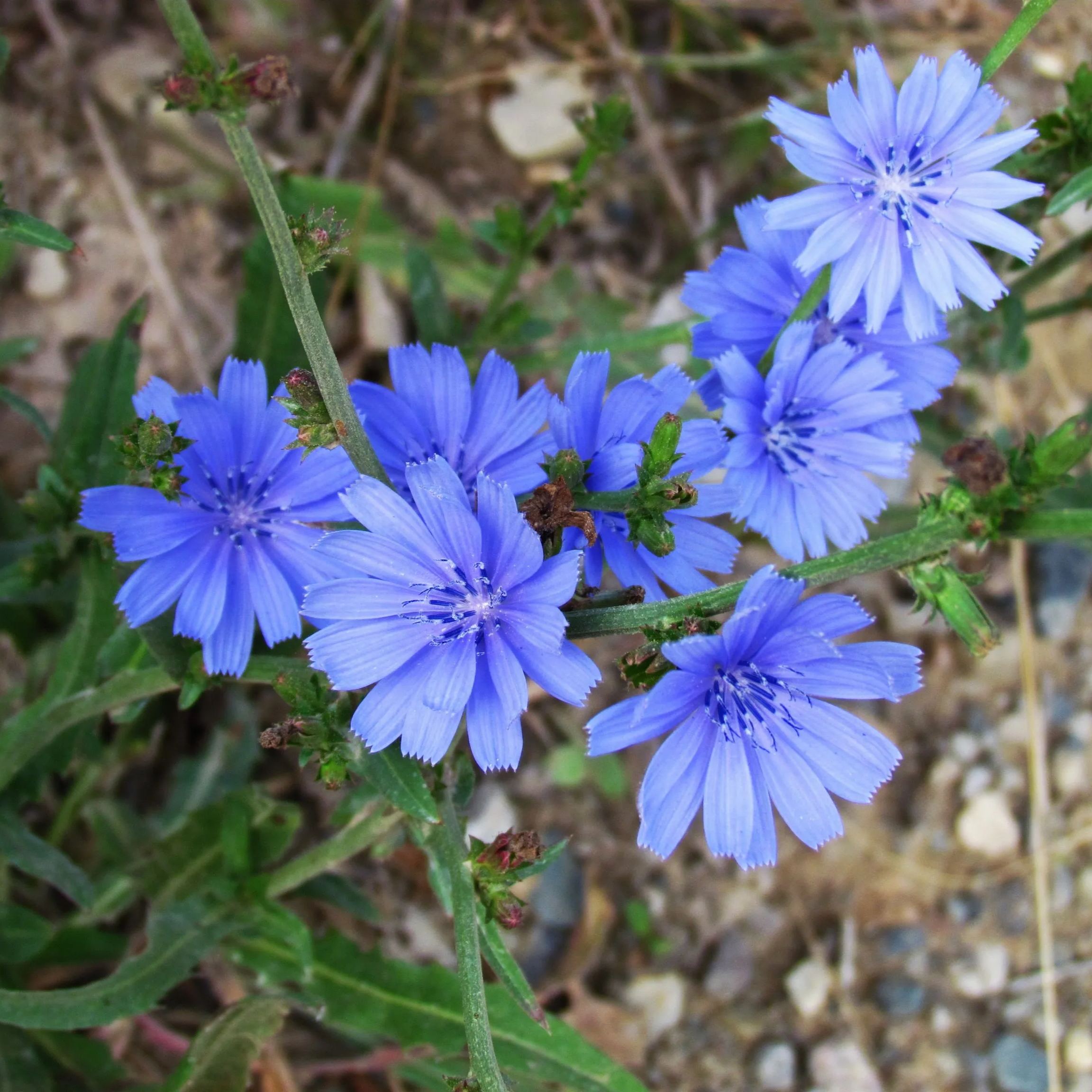 Chicory Seeds