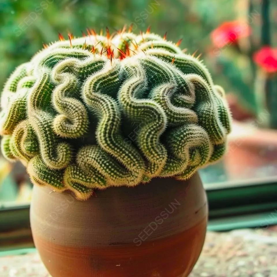 Brain Cactus Seeds
