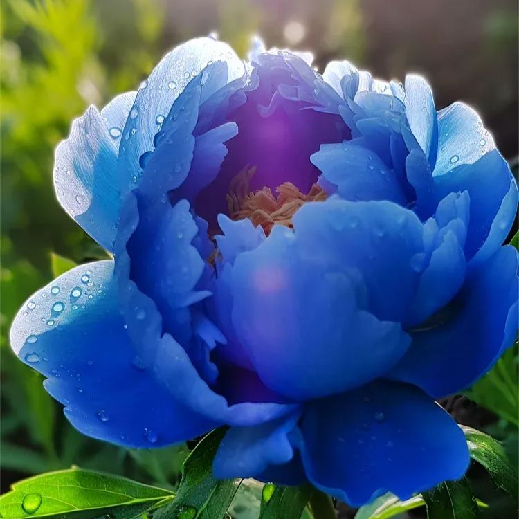 Peonies Double Collection