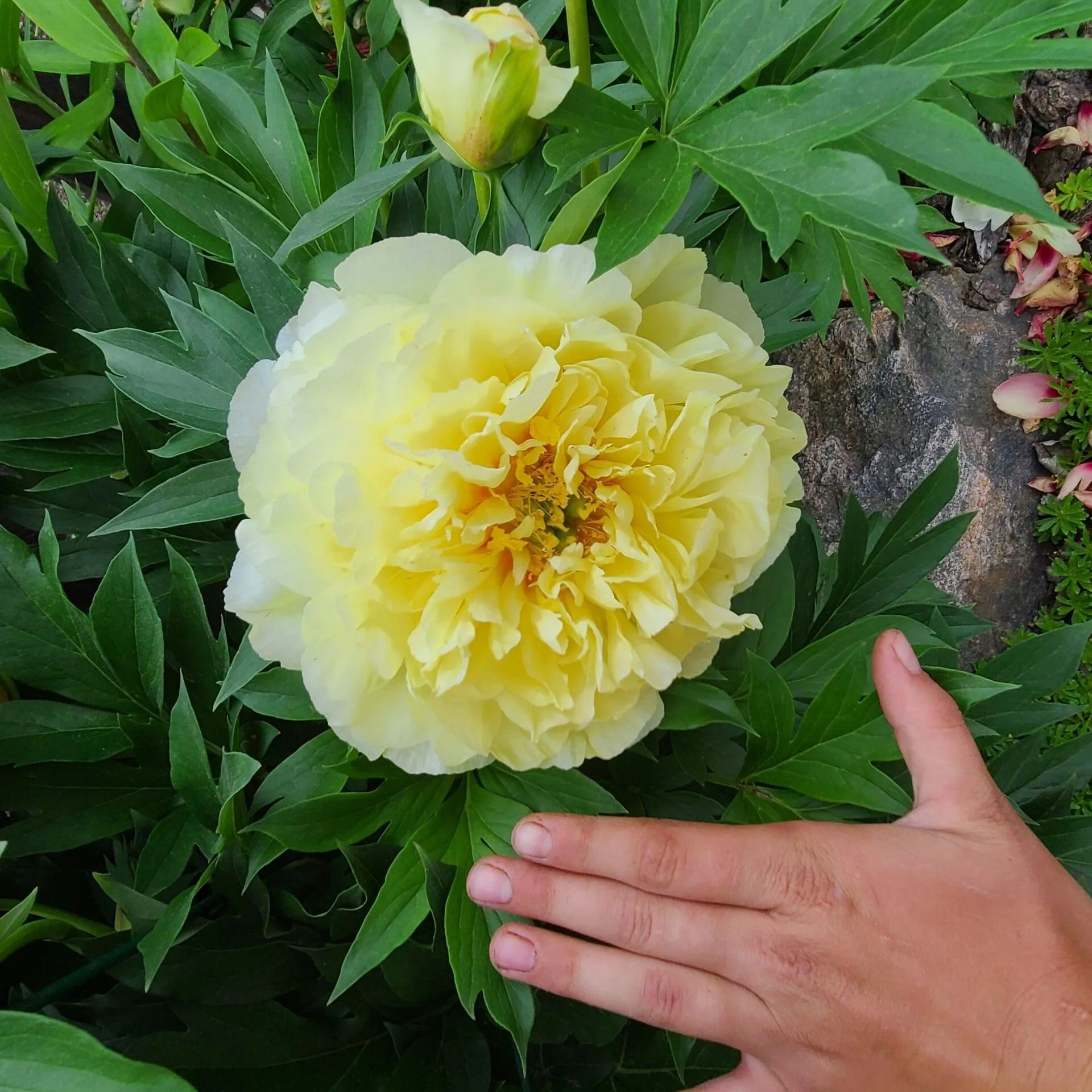 Peonies Double Collection