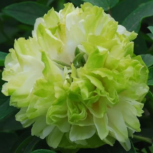 Peonies Double Collection