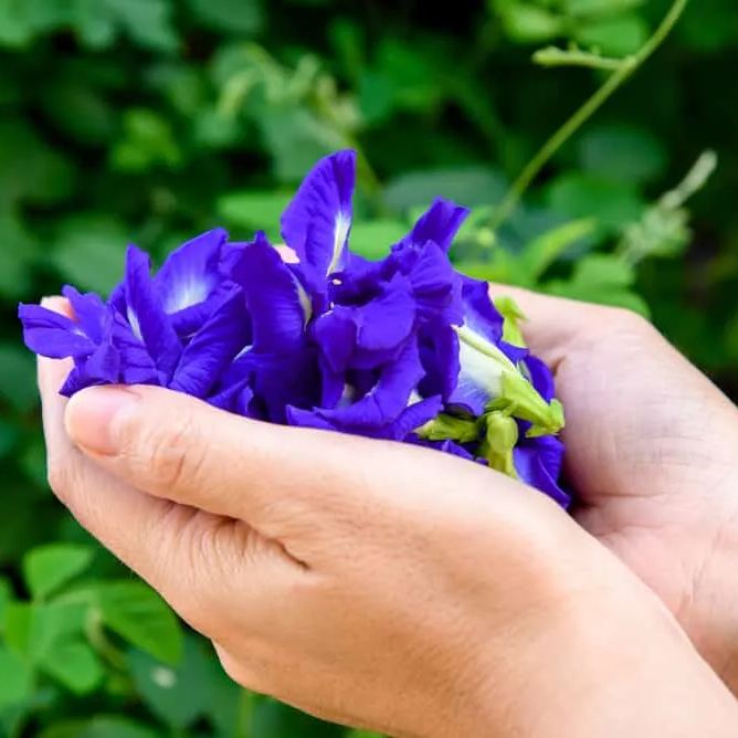 Butterfly Pea Seeds
