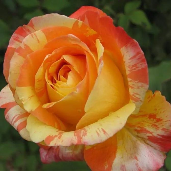 Orange White Roses Seeds