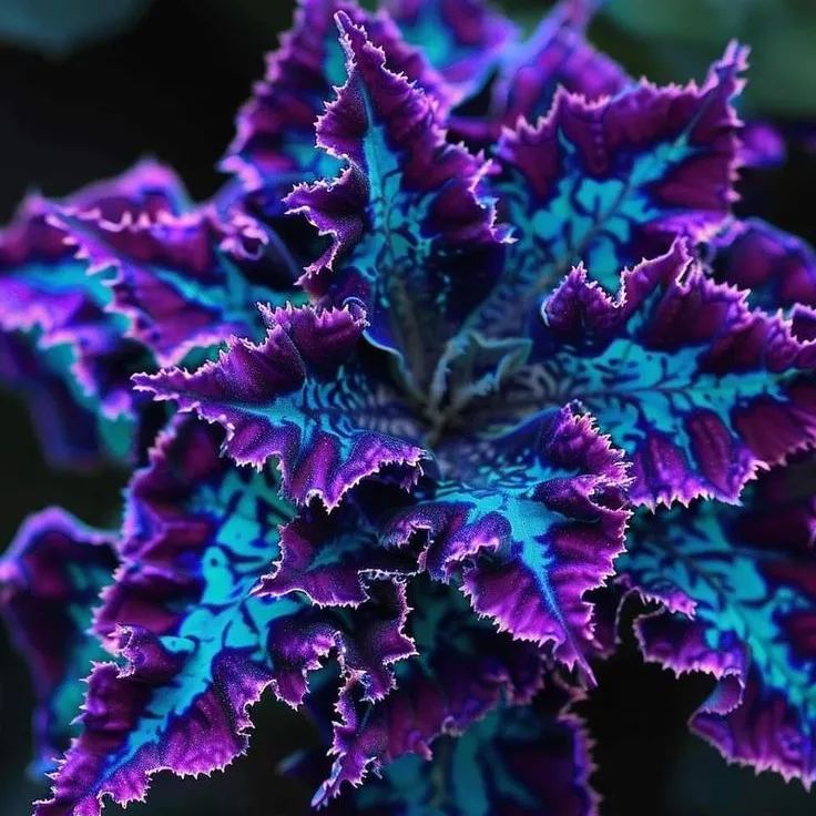Coleus Seeds Rare Purple Rex