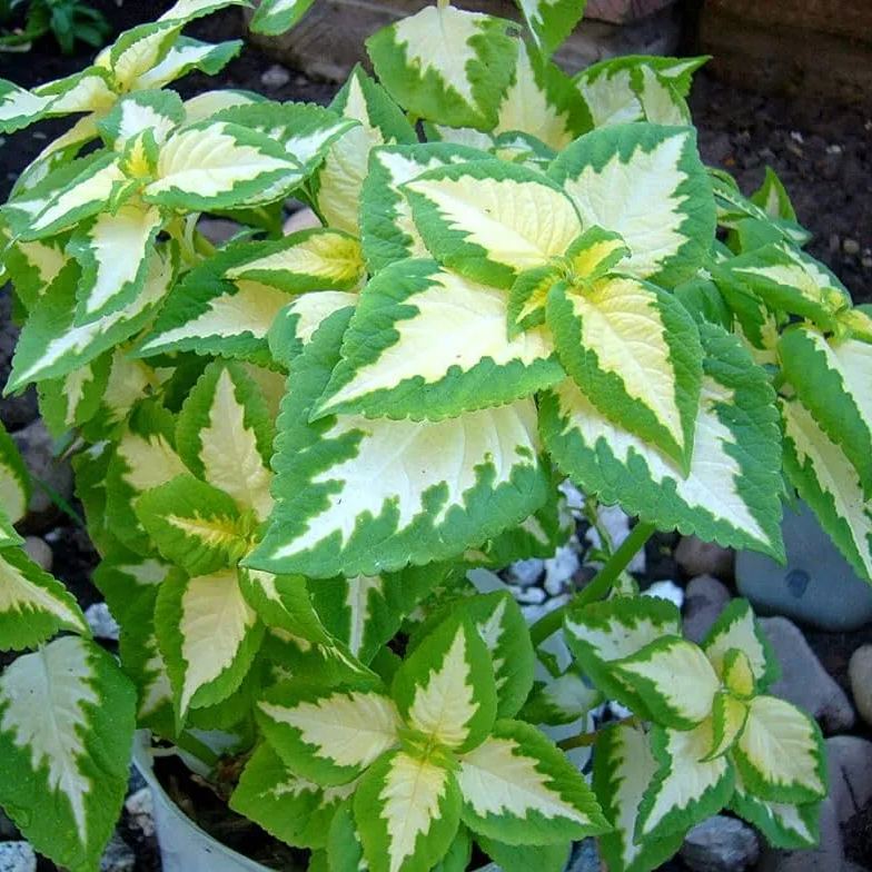 Coleus Chocolate Mint Seed