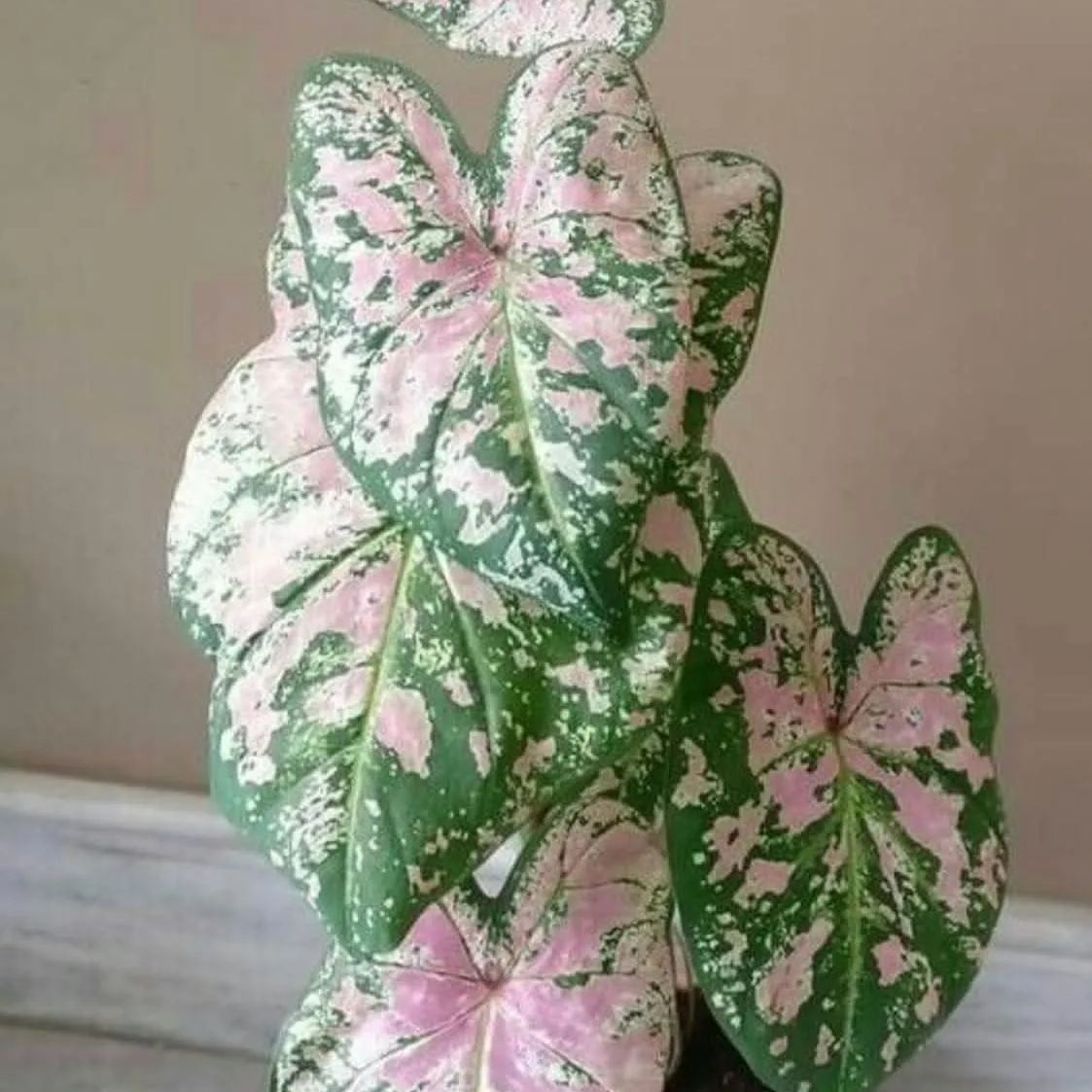 Coleus Seeds - Florida Violet - Easy To Grow Houseplants And Outdoor Perennials