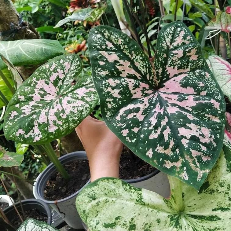 Coleus Seeds - Florida Violet - Easy To Grow Houseplants And Outdoor Perennials