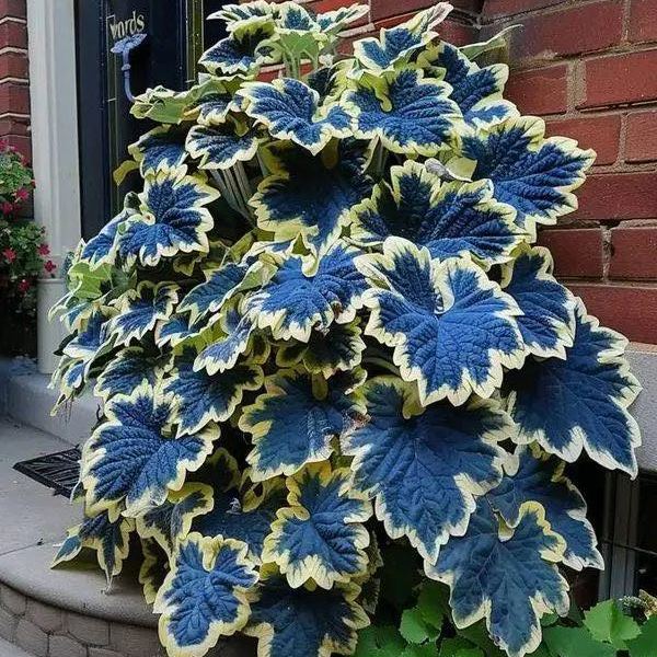Heirloom Coleus Giant Exhibition Plant Seeds