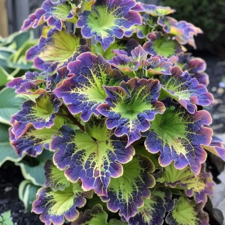 Heirloom Coleus Giant Exhibition Plant Seeds