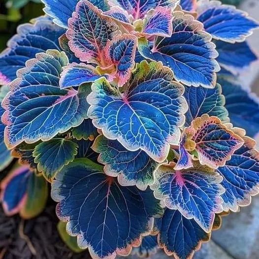 Heirloom Coleus Giant Exhibition Plant Seeds