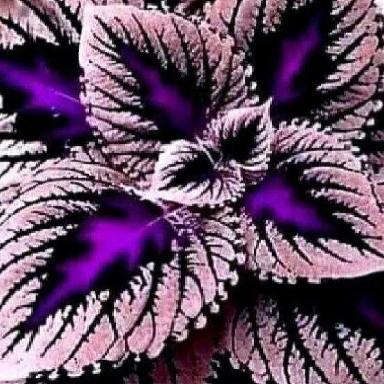 Heirloom Coleus Giant Exhibition Plant Seeds