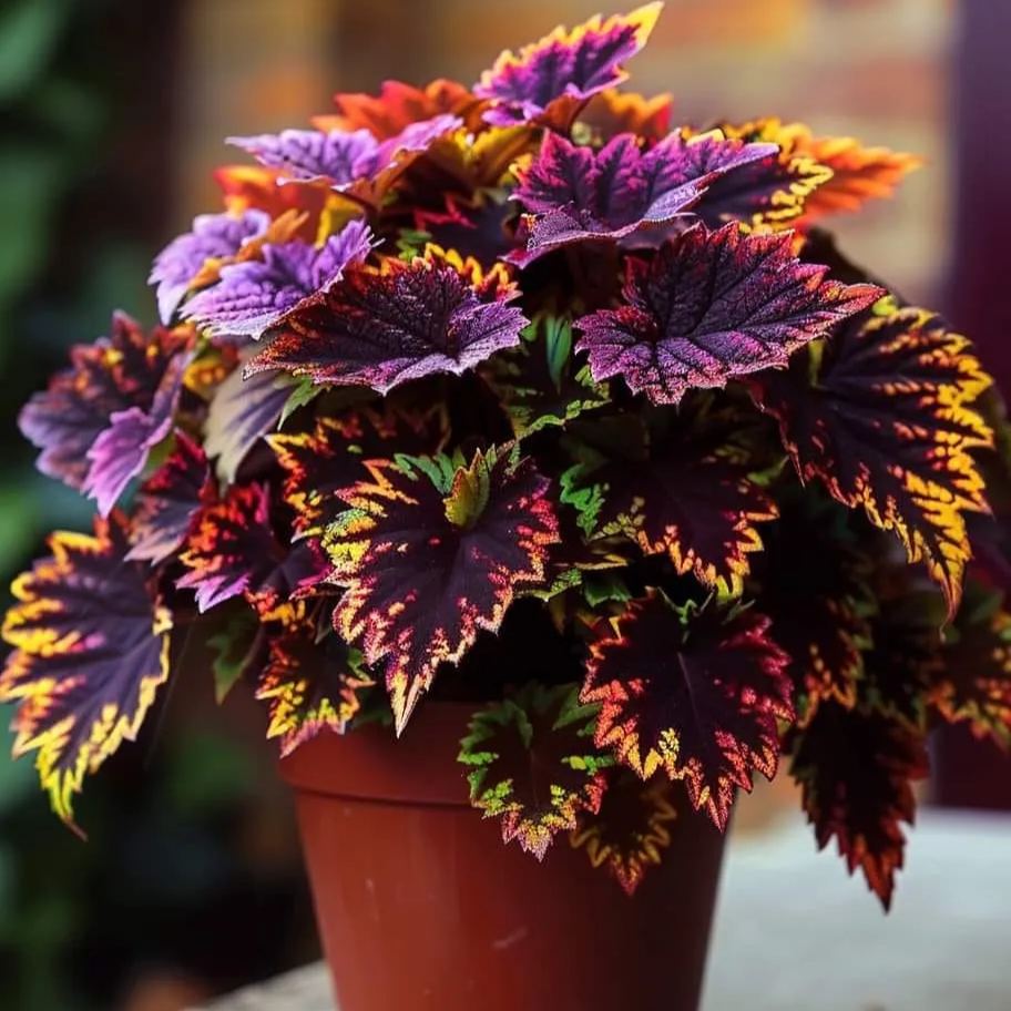 Heirloom Coleus Giant Exhibition Plant Seeds