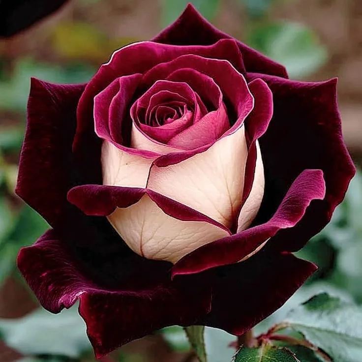 Twilight Gold Rose (Rosa 'Twilight Glow')