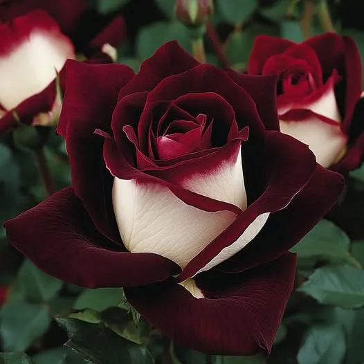 Twilight Gold Rose (Rosa 'Twilight Glow')