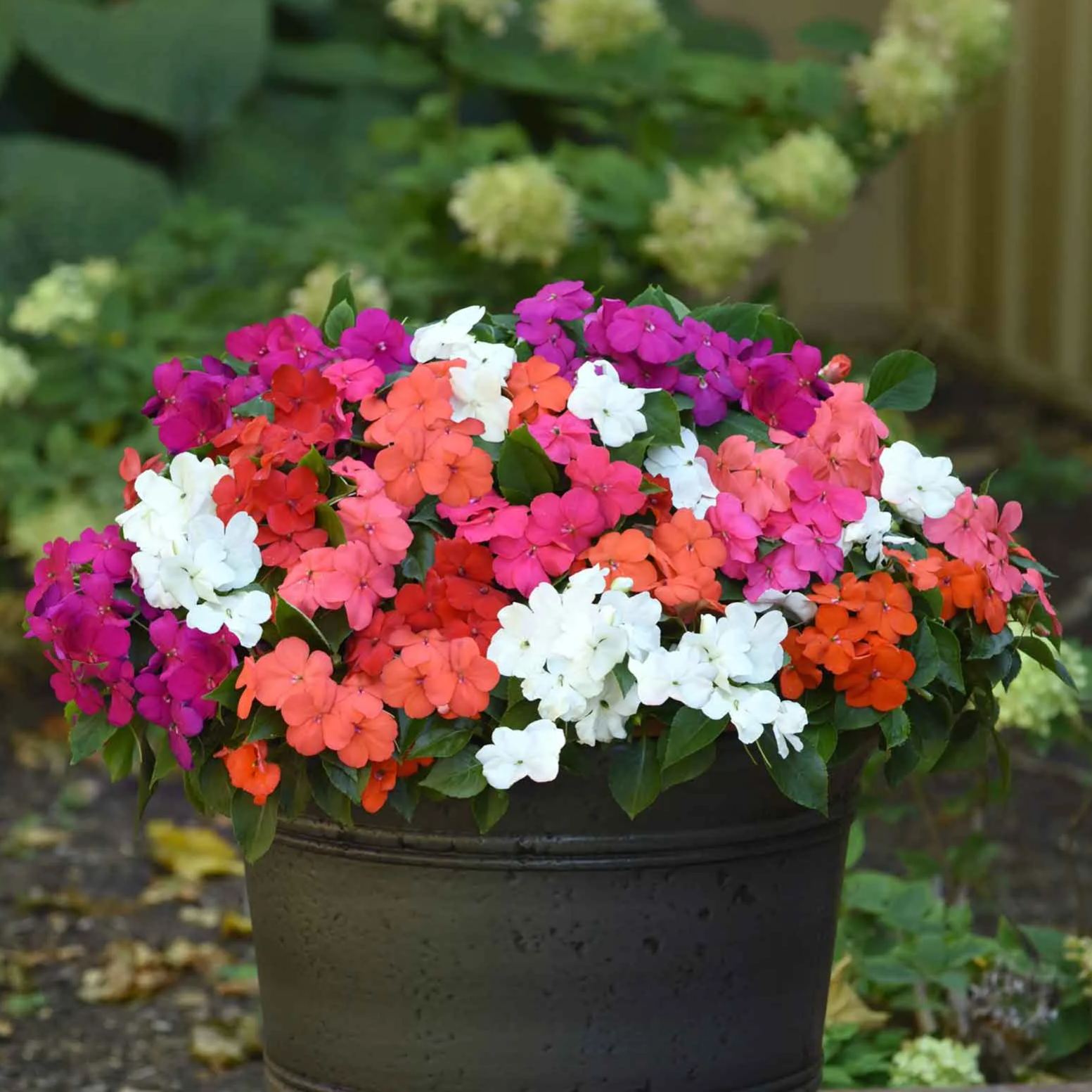 Mix Hybrid Impatiens Seeds