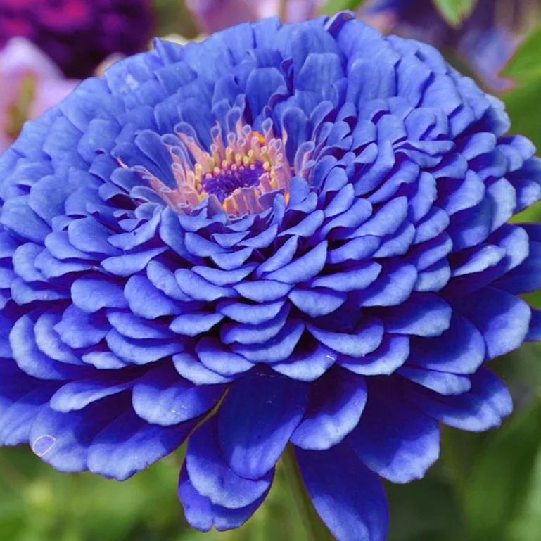 🌸Rare Color Zinnia Seeds