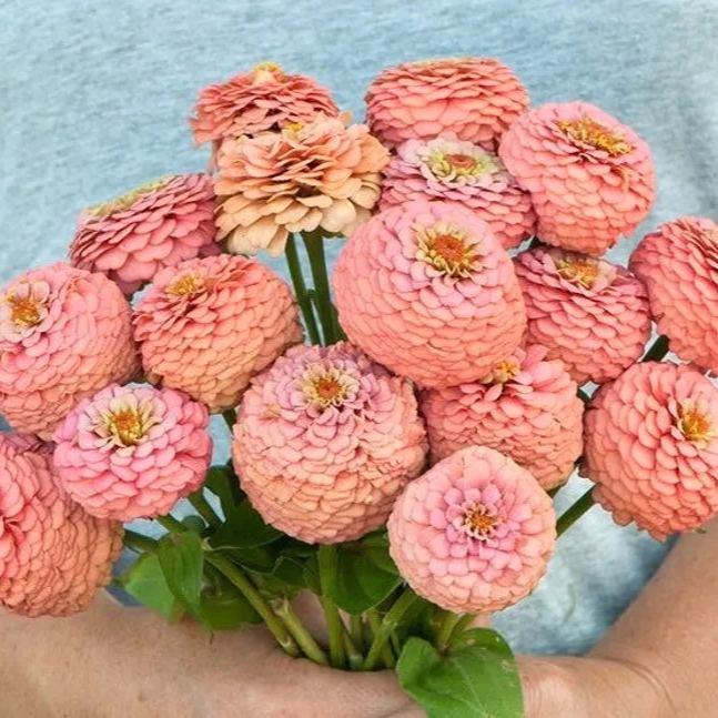 Order 50 seeds lovely Giant Salmon Rose Zinnias Seeds