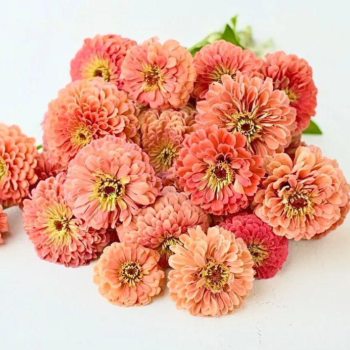 Order 50 seeds lovely Giant Salmon Rose Zinnias Seeds