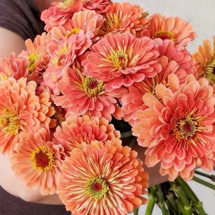 Order 50 seeds lovely Giant Salmon Rose Zinnias Seeds