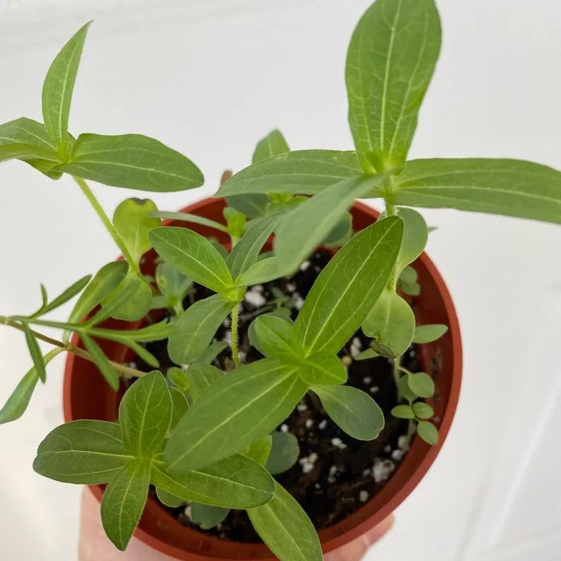 Order 50 seeds lovely Giant Salmon Rose Zinnias Seeds