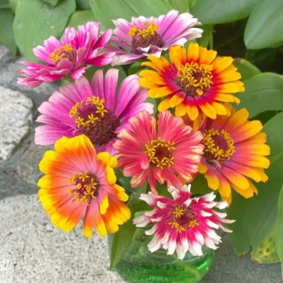 Bicolor Carousel Mix Zinnia Seeds