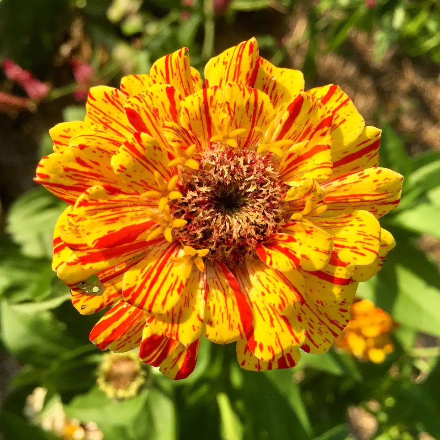 Mixed Zinnia Peppermint Stick Seeds