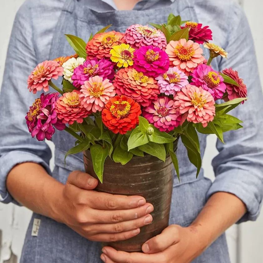 State Fair Mix Zinnia Seeds