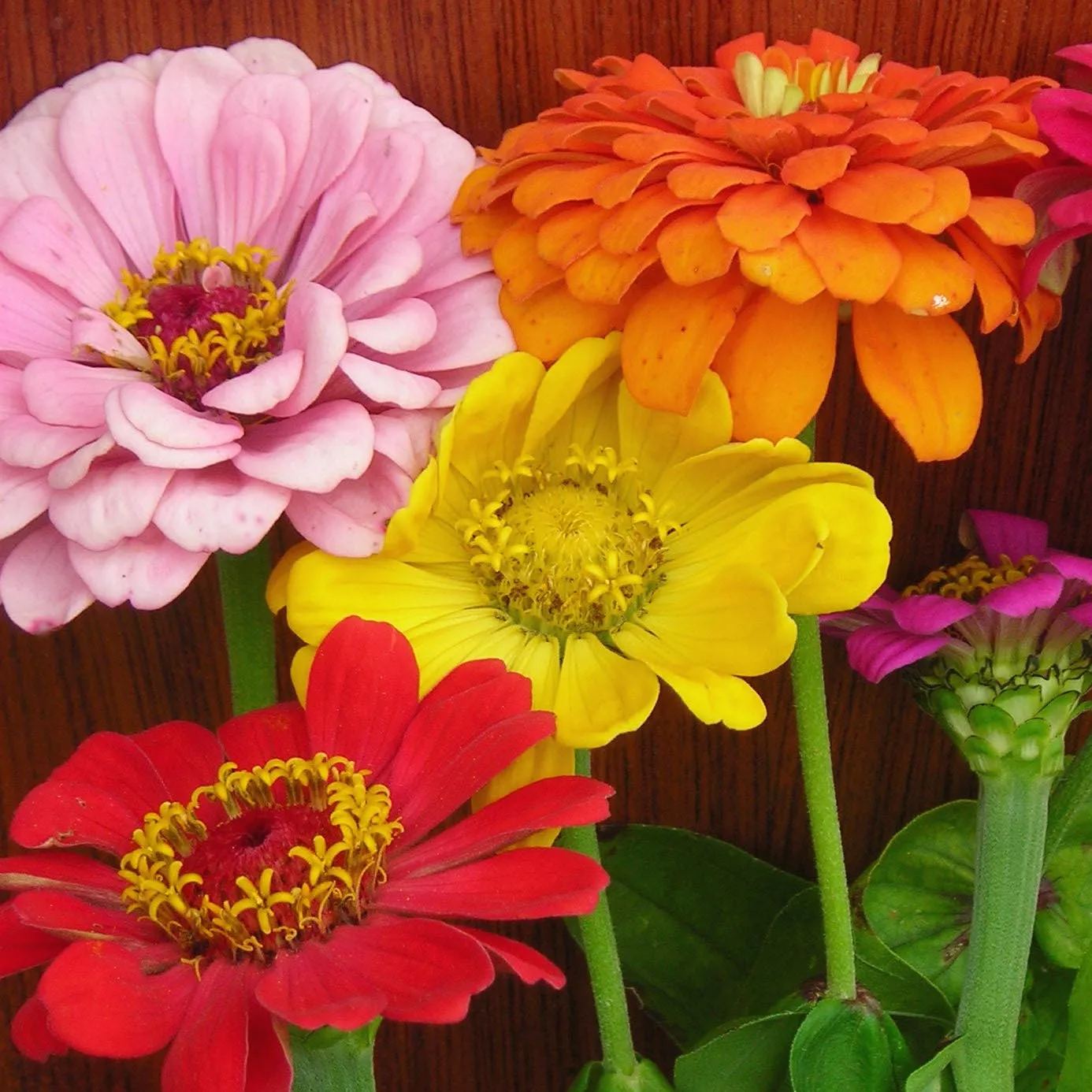 State Fair Mix Zinnia Seeds