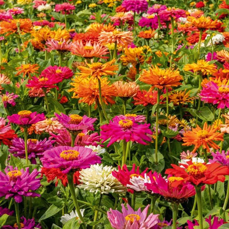 Cactus Mix Zinnia Seeds