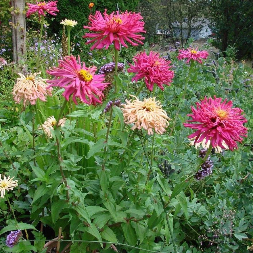Cactus Mix Zinnia Seeds